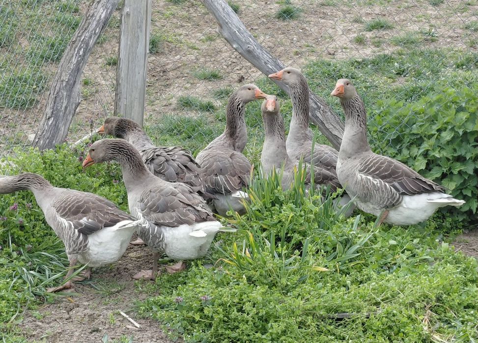 Gâște toulouse industrial