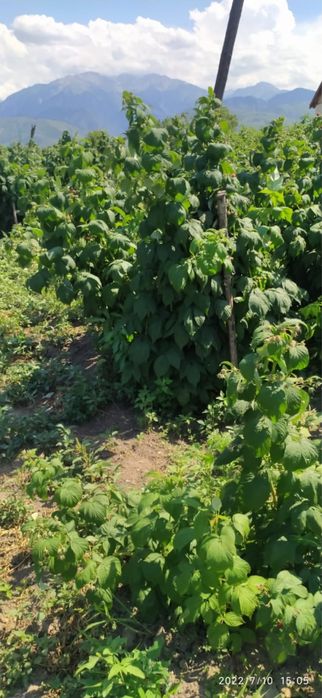 малина полька.