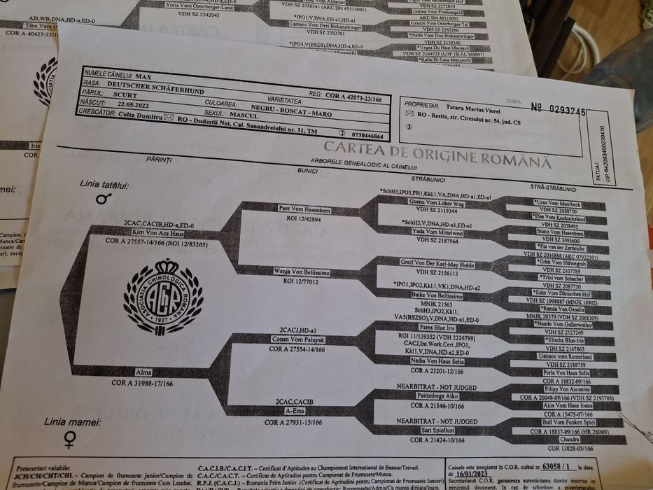 Ciobănesc German in TG-JIU