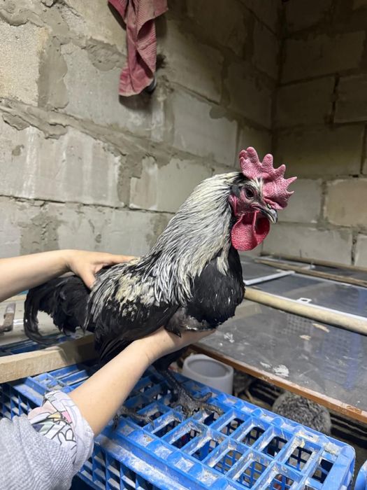 Продам петухов по 4000