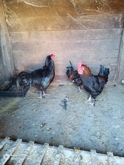 Cocoși Australorp și Marans