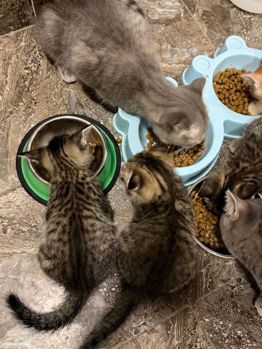 Котята ищут добрый и любящий дом