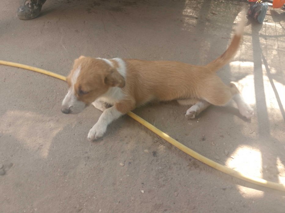 Trei cățelușe adorabile spre adopție