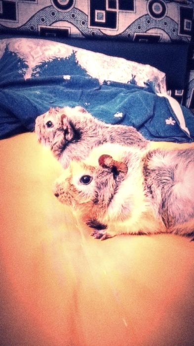 Морские свинки срочно