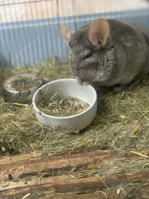 Chinchila de vanzare