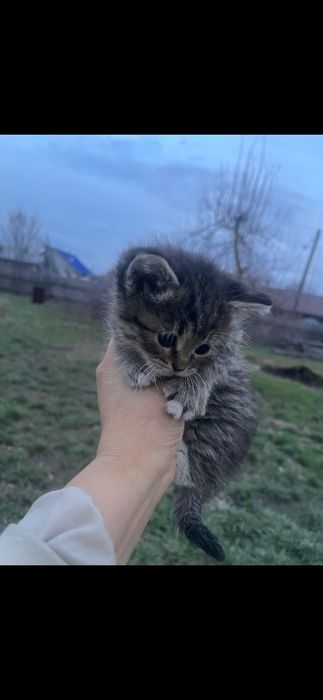 Продам котенка##
