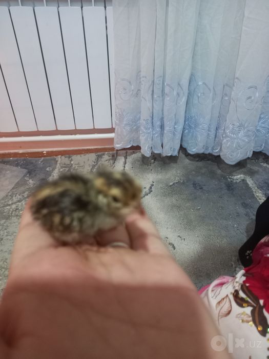 Бедана жужалари сотилади