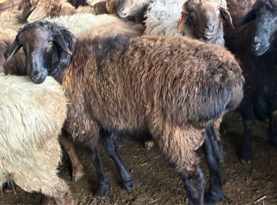 Семиз кой токтылар