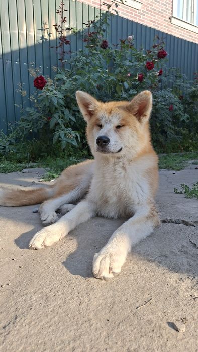 Продам щенка Чистопородный Акита-Ину мальчик