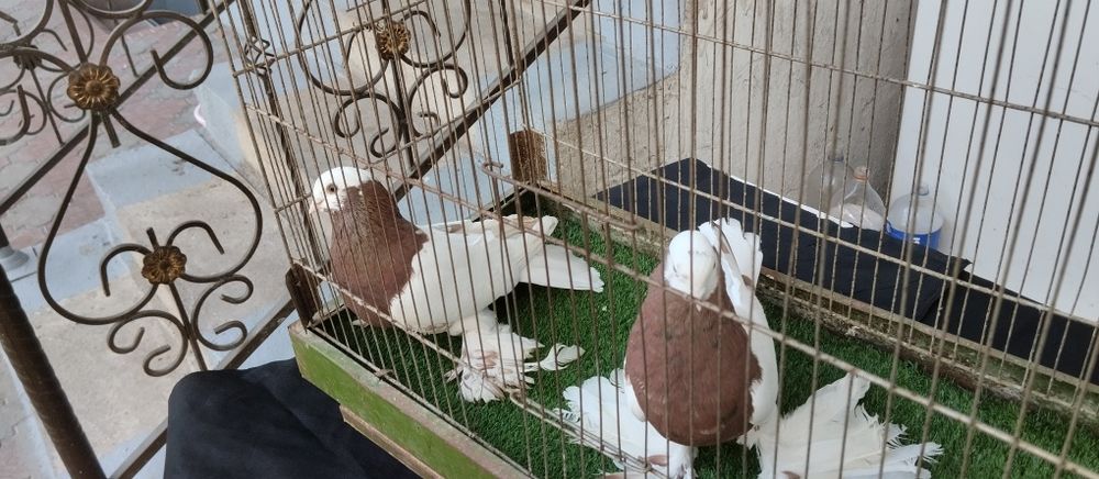 Пара қопқон сотилади. Обрез Кабтар кабутар каптар голуб kabtar