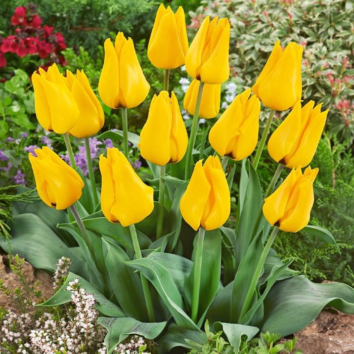 Lola piyozlari gallan sorti