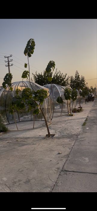 Kupola kupol kapsula