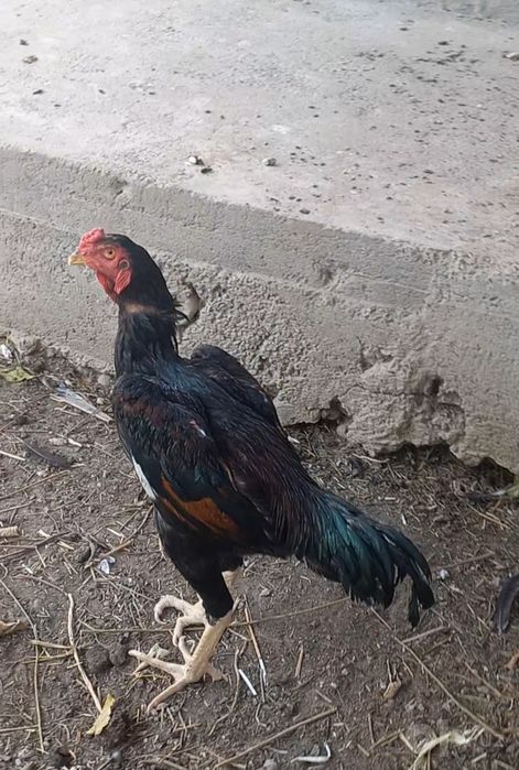 Zotka juja sotiladi faqat zotka yapon tozaladan