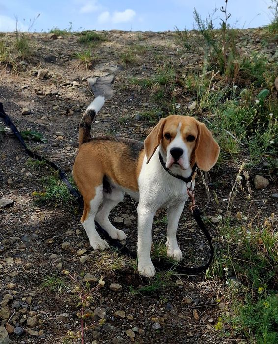 Бигль для вязки.