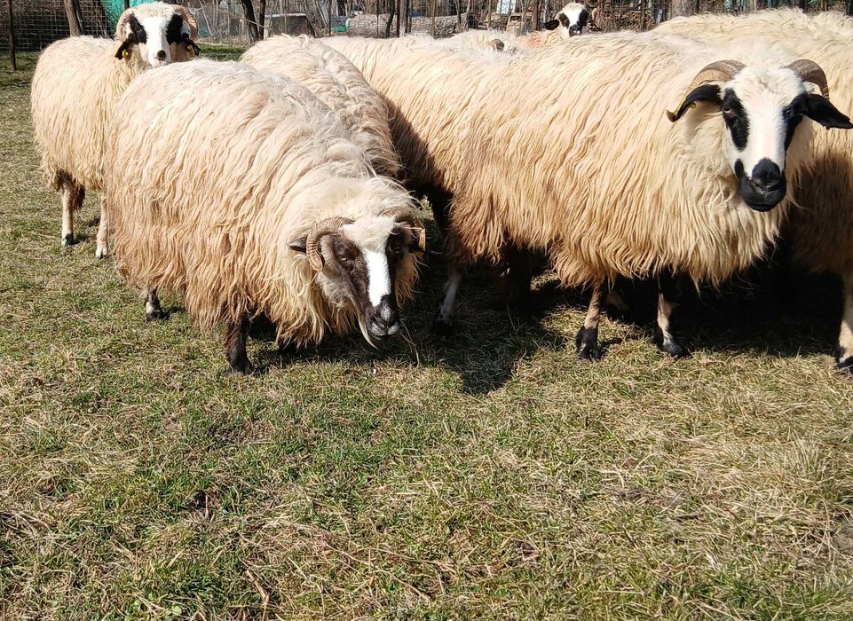 Vând     şase      Oi