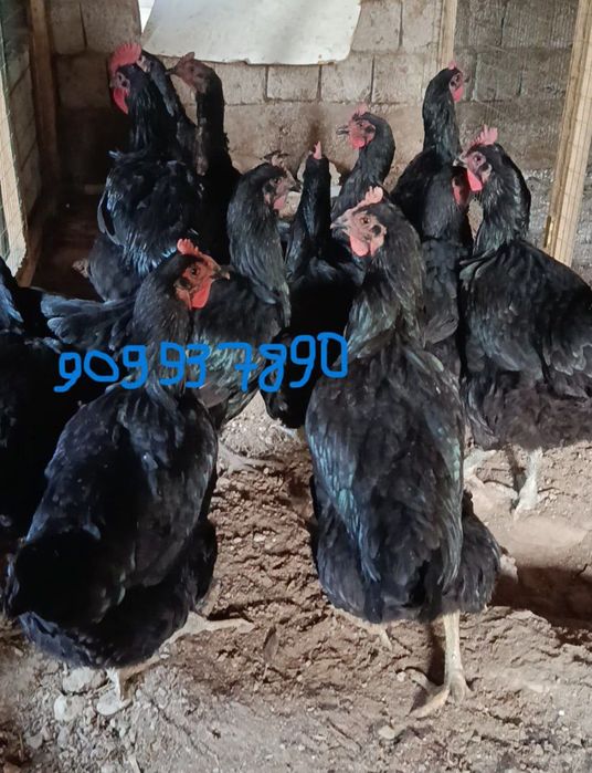 Қора шахзода хўрозлар