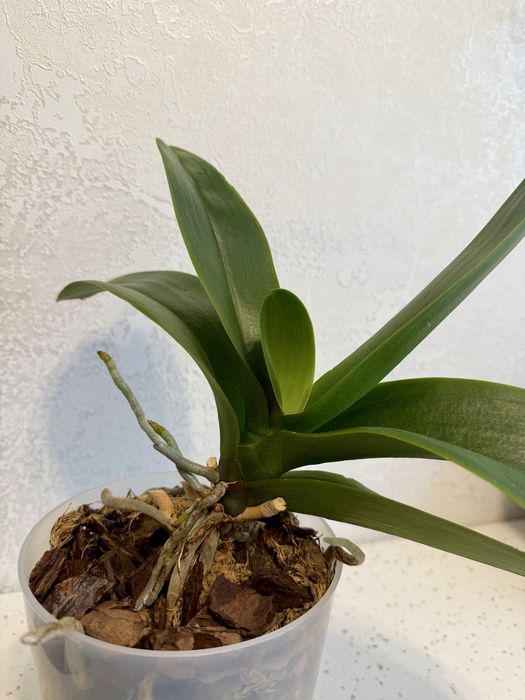 Продам орхидею фаленопсис