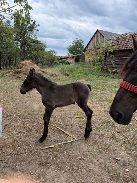 Iapa de 6 ani cu mânz