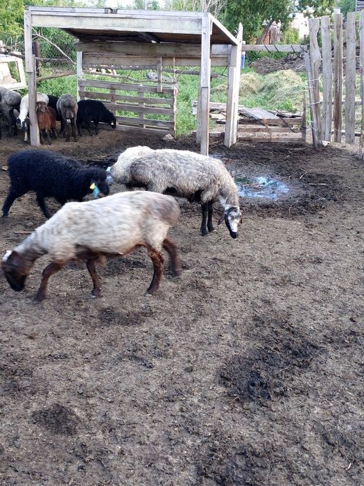 Токты исек саулык кои