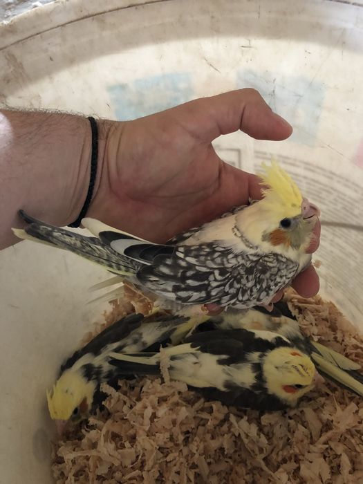 Pui papagali nimfa nimfe