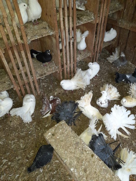 Porumbei rotati curcani