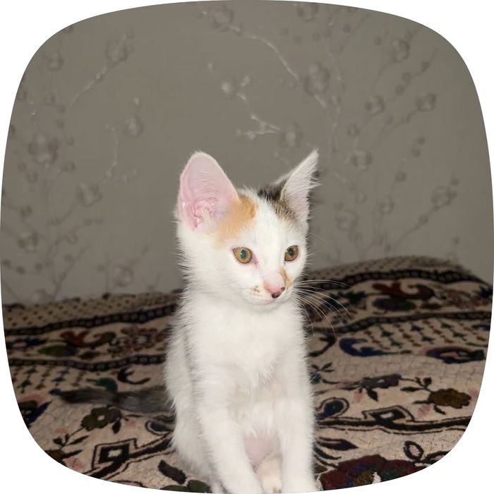 Отдам кошечку в добрые руки