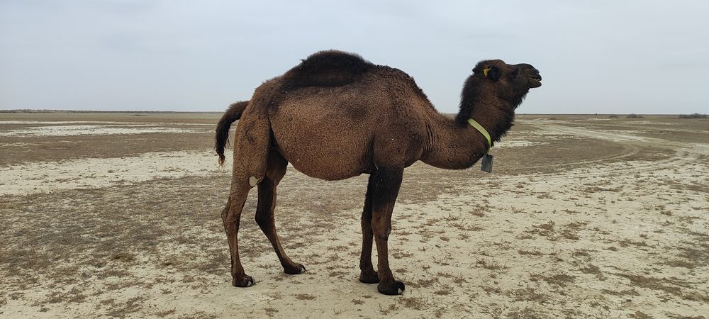 Буаз Мая сатылады