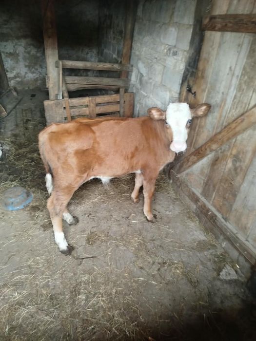 Продам весь скот
