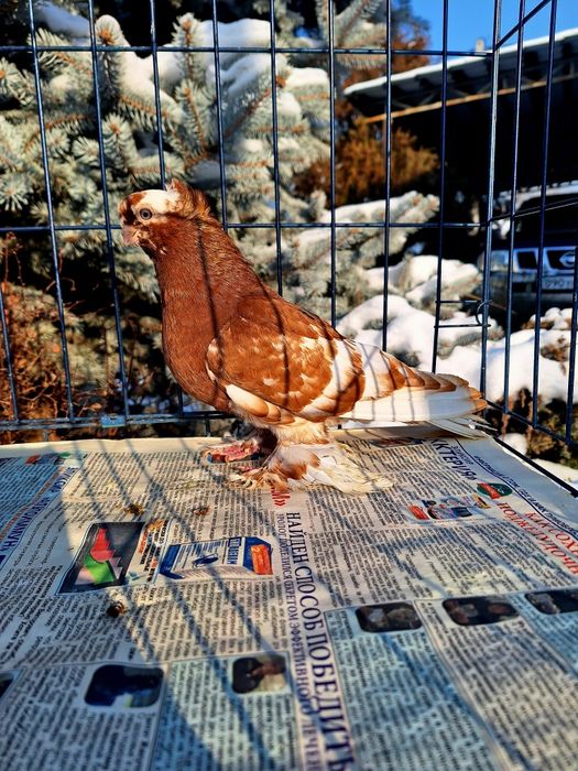 Продам голубку капканку