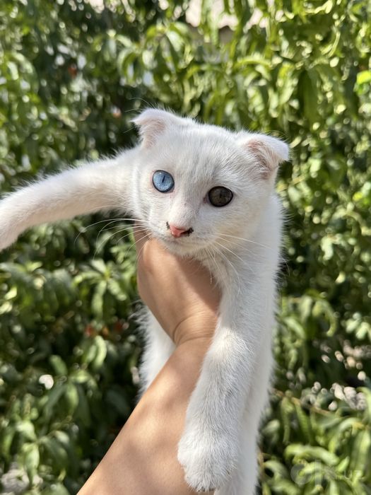 Белоснежный котенок скотиш фолд