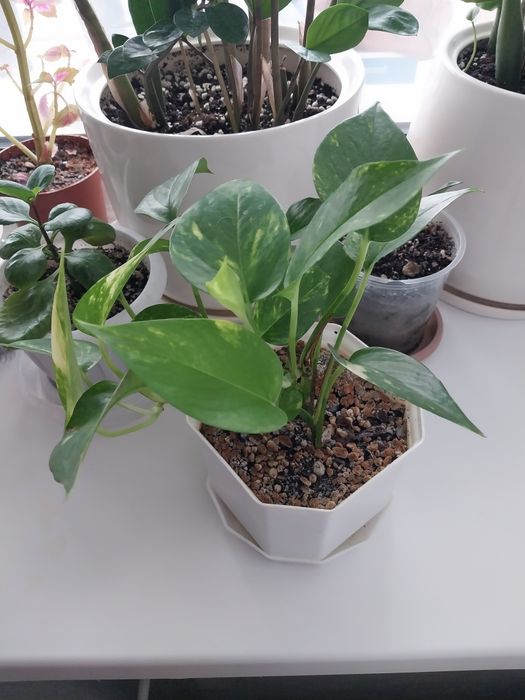 Продам комнатные цветы