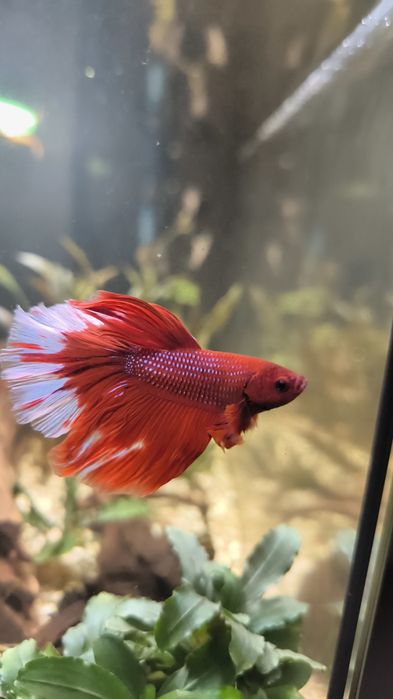 Peste betta splendid