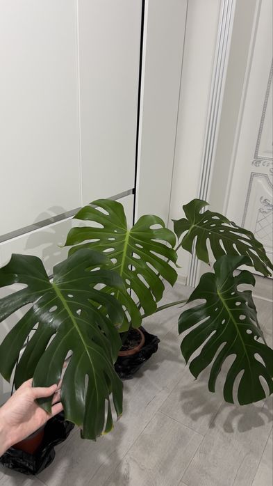 Красивая Монстера