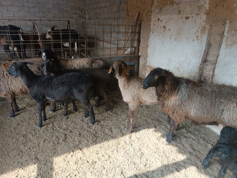 Қойлар сатылады.