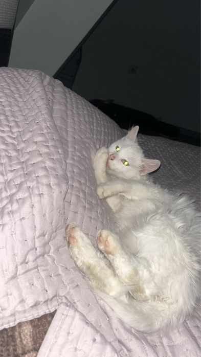 Подарявам котенце