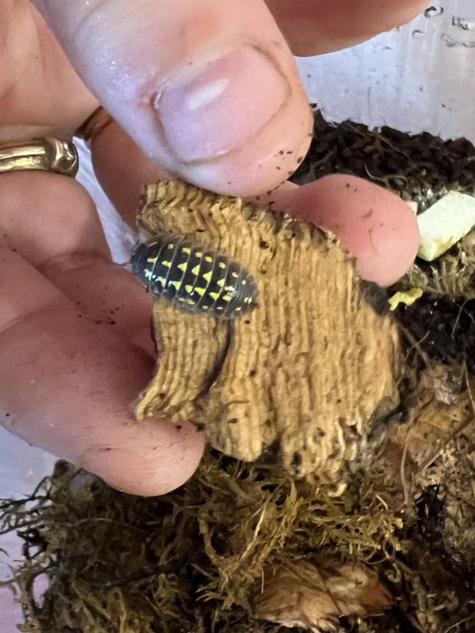 мокрицы Armadillidium maculatum