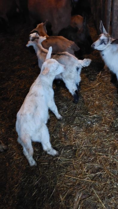 Iezi de vanzare pentru sarbatorile pascale