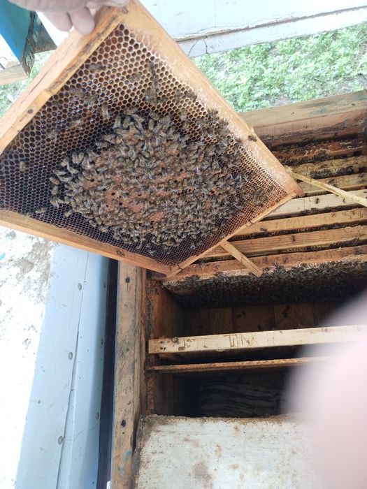 Asalari sotiladi.Асалари сотилади.