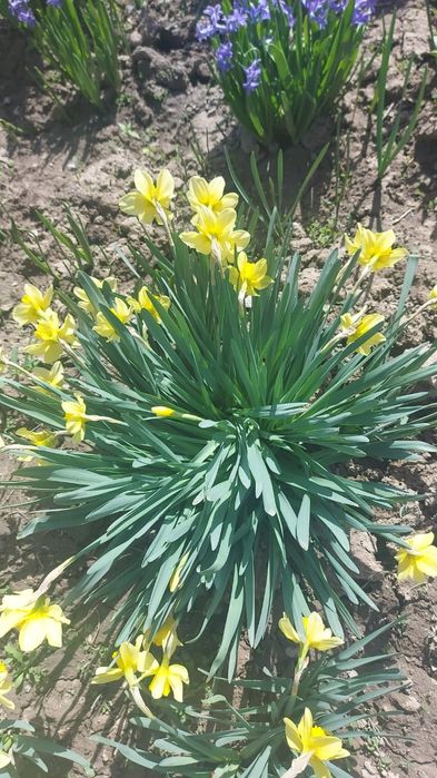 Продам цветы многолетние