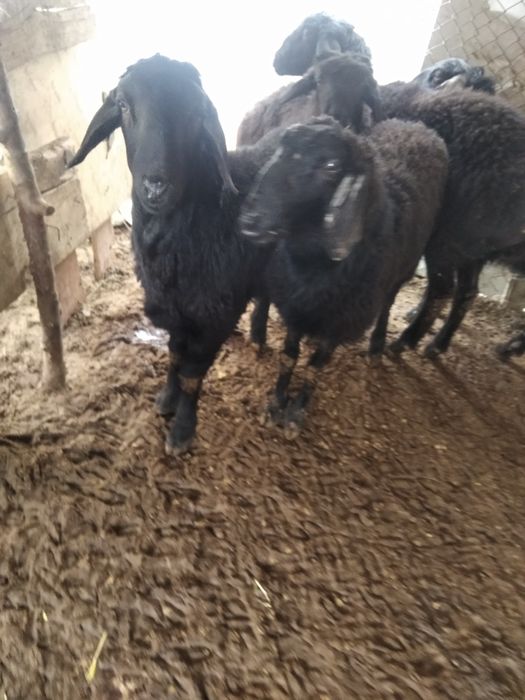 Қуй сотилади срочно