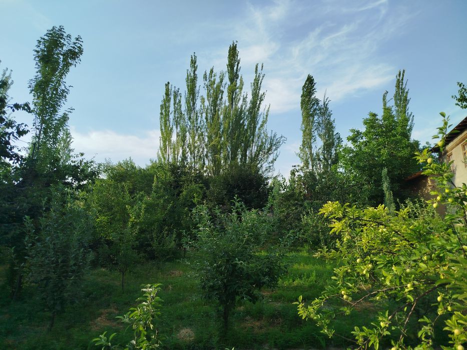 Yer sotiladi 6 soʻtix narxi kelishiladi