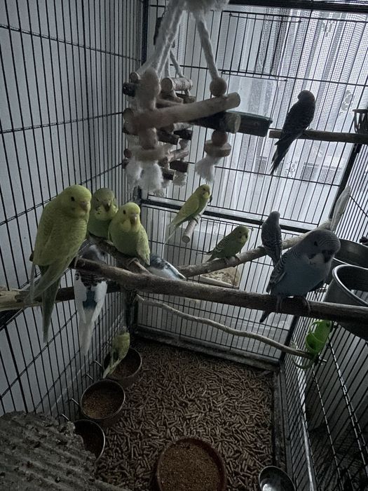 Pui de perusi si nimfa