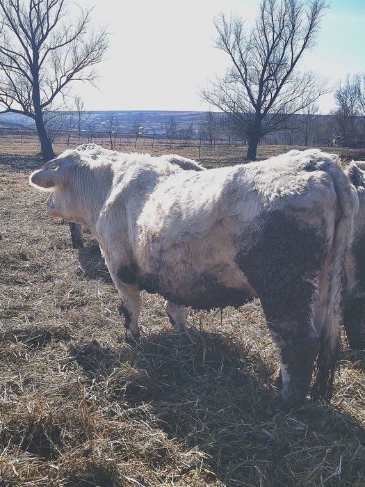 Vand  vaca  rasa de carne Charolaise