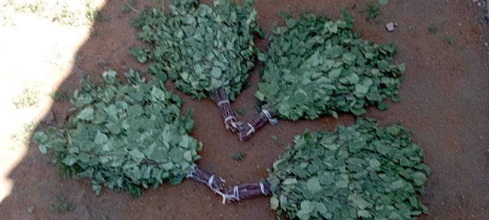 Берёзовые веники