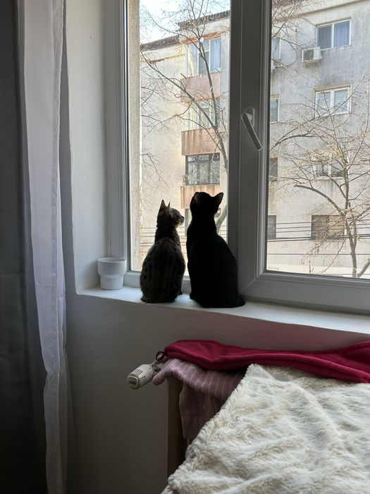 Dau spre adoptie pisici
