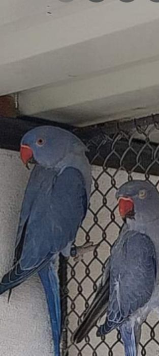 Vând micul Alexandru blânzi  și maturi  de reproducere