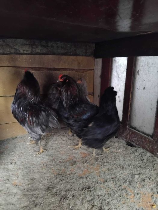 Vand cocosi susex si araucana