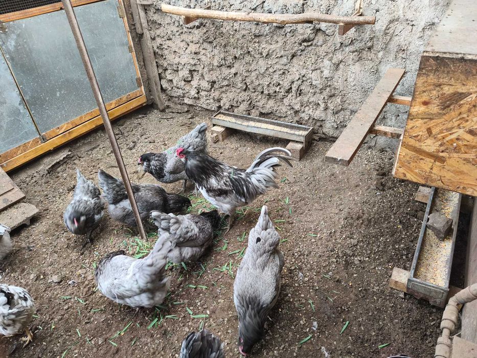 Ouă de incubat Ameraucana