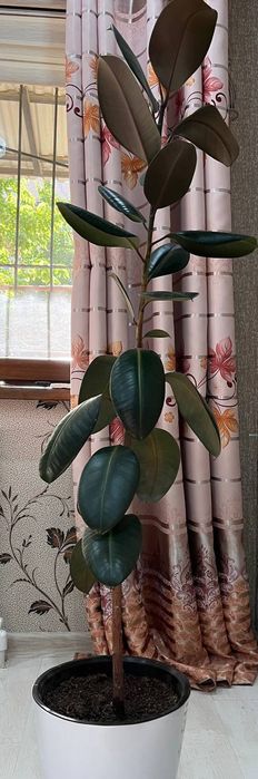 Продаю большой фикус.