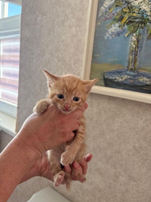 Отдам котят в добрые руки